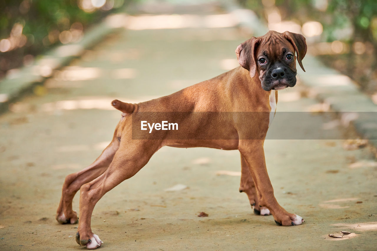 dog, pet, one animal, animal themes, mammal, canine, animal, domestic animals, portrait, boxer, lap dog, full length, bullmastiff, nature, no people, purebred dog, standing, brown, boxer - dog, young animal, day, looking, outdoors