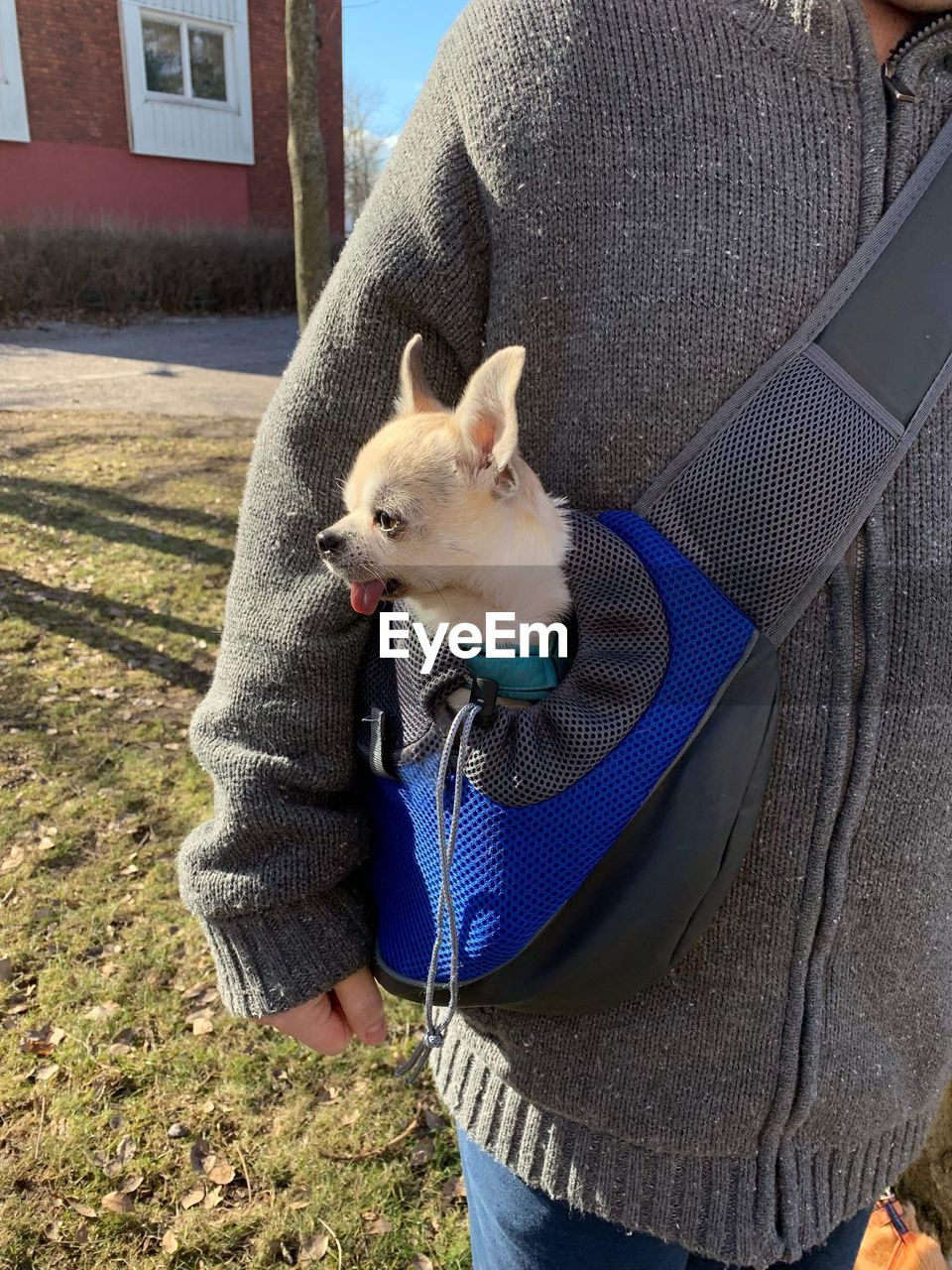 Midsection of man with a chihuahua in a carrier out for a walk