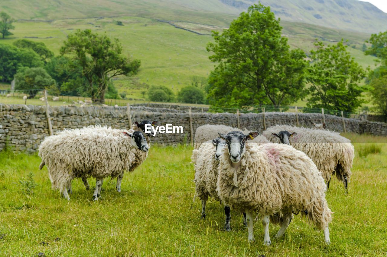 Group of sheep in a meadow  in front of a slightly hilly green landscape dry wall in the background