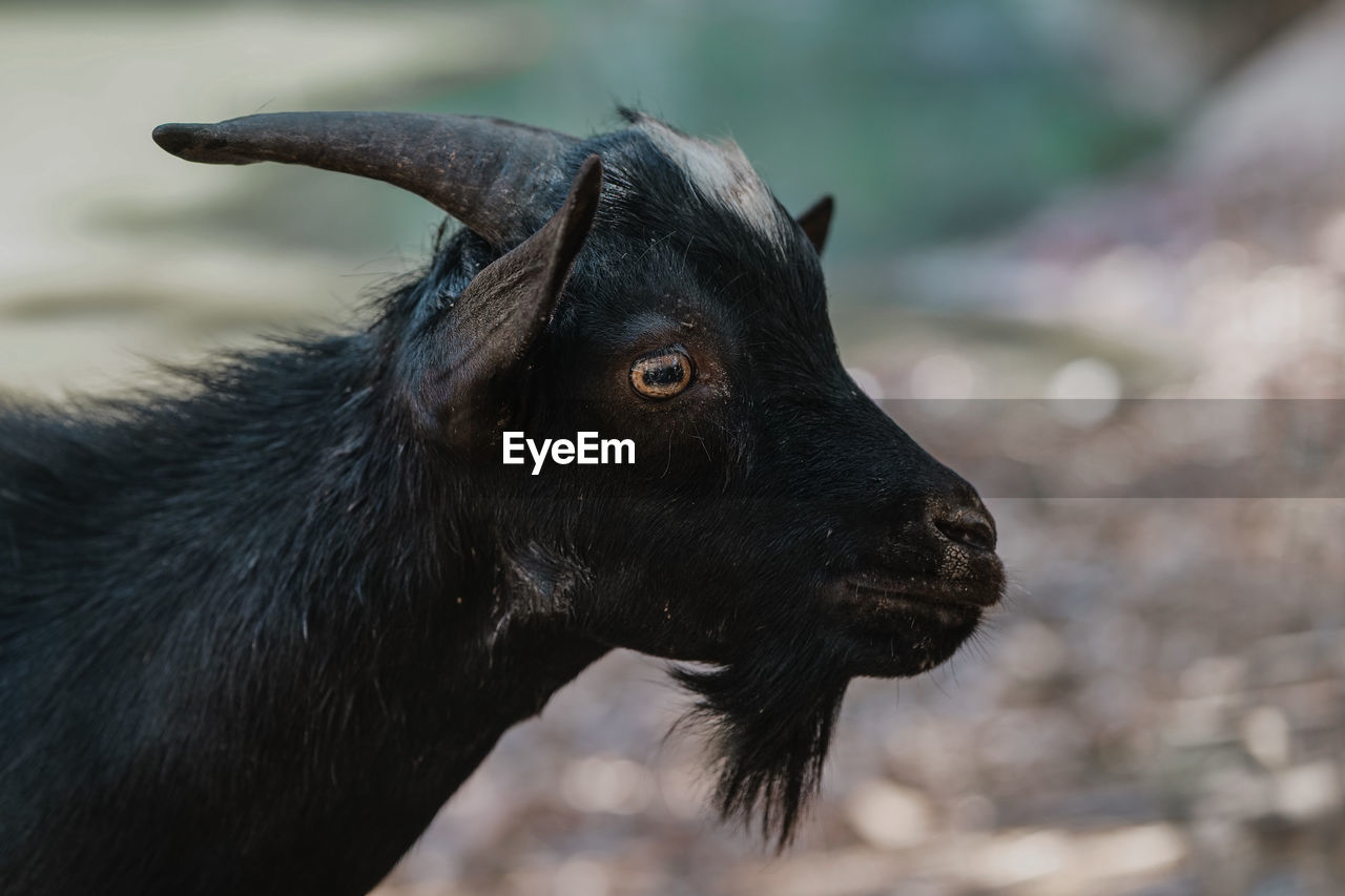 Close-up of goat