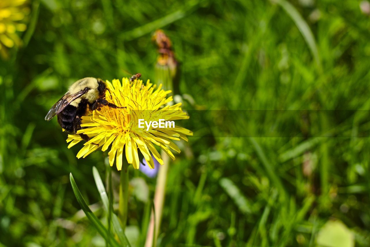 CLOSE-UP OF BEE ON FLOWER