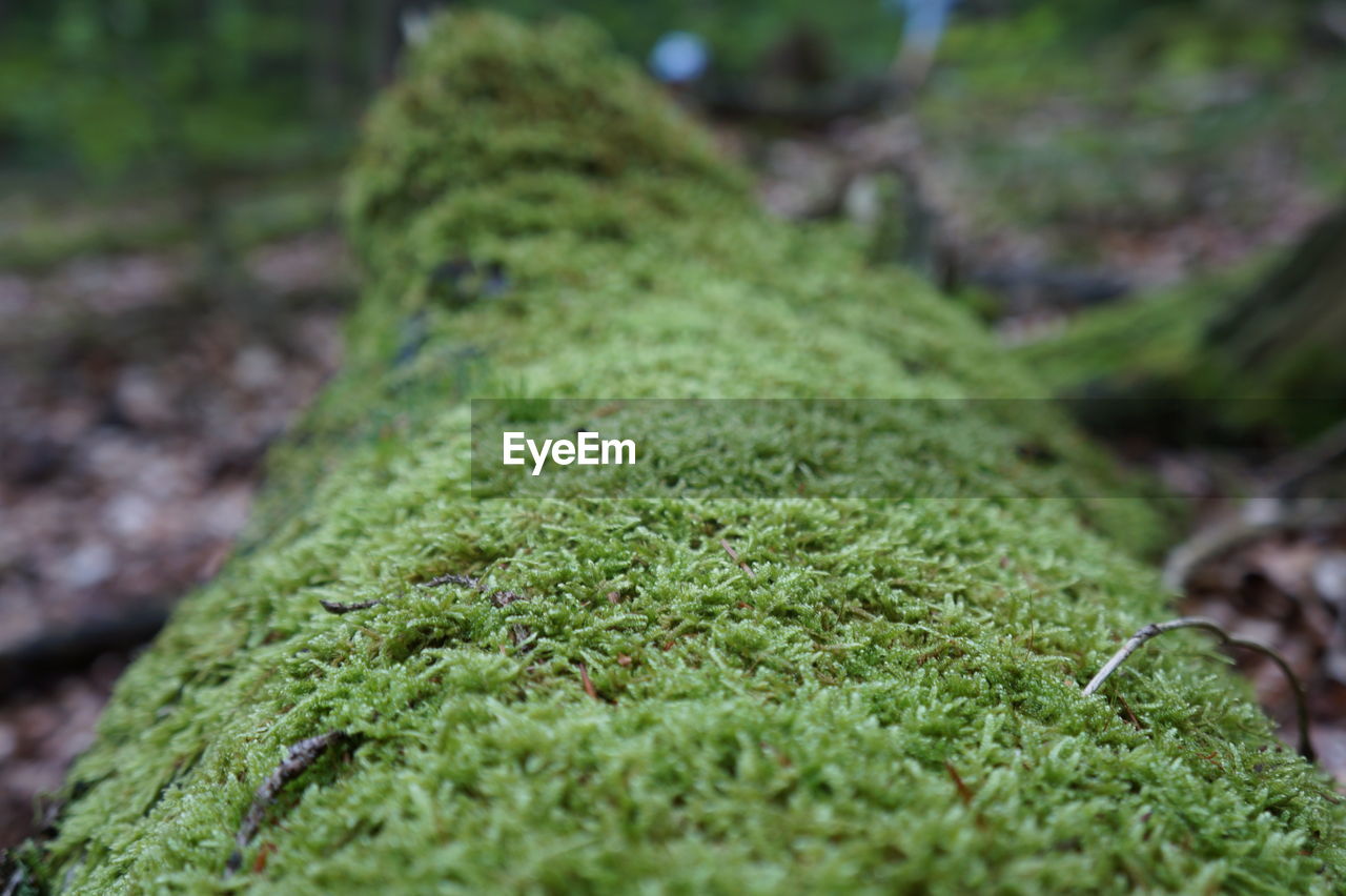 CLOSE-UP OF GREEN GRASS