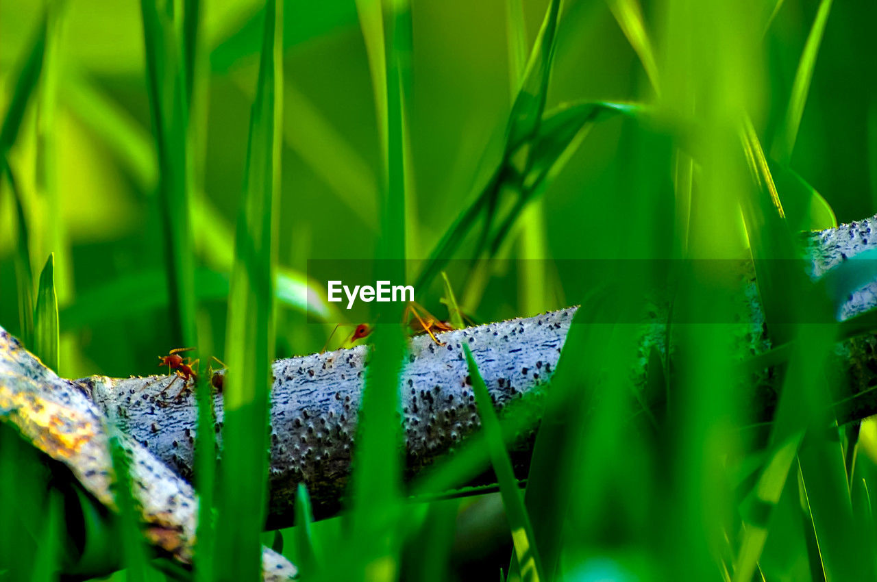 green, grass, nature, plant, animal, animal themes, macro photography, animal wildlife, flower, no people, meadow, leaf, wildlife, beauty in nature, close-up, plant part, lawn, outdoors, insect, environment, one animal, butterfly, selective focus, water, land, day, growth