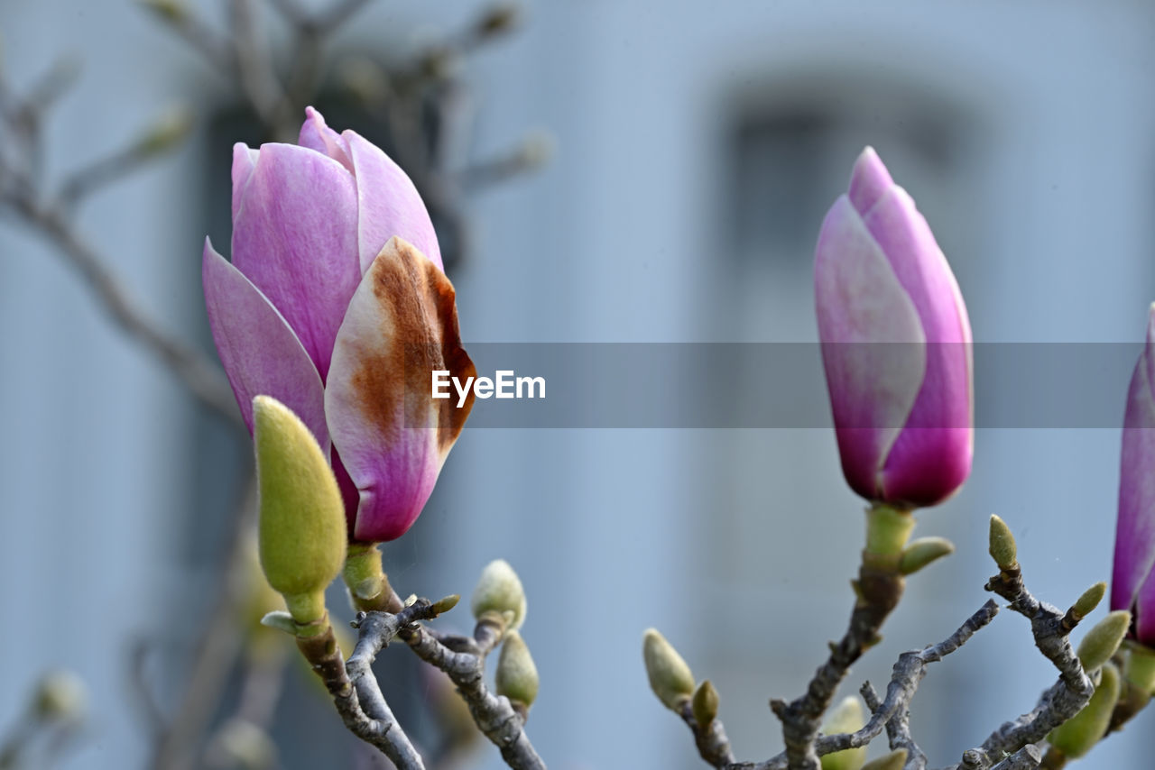 flower, plant, flowering plant, blossom, beauty in nature, freshness, bud, pink, close-up, growth, macro photography, nature, fragility, spring, no people, petal, magnolia, focus on foreground, purple, flower head, inflorescence, plant stem, springtime, outdoors, day, orchid, tree, botany, branch