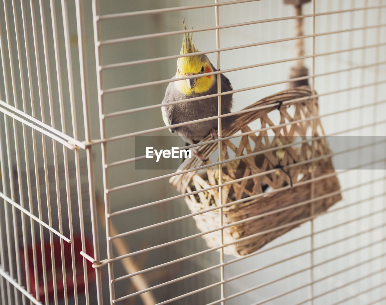 Close-up of bird perching in cage