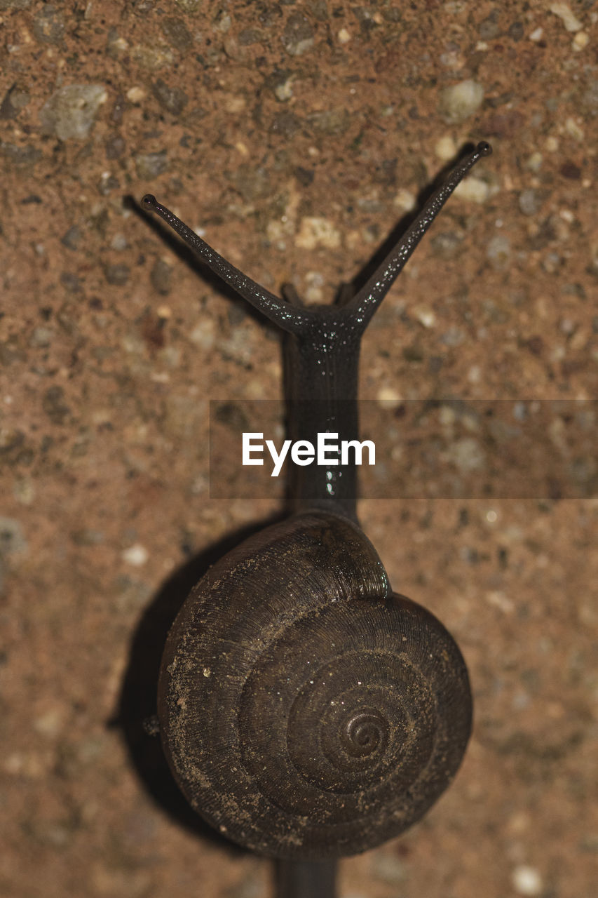 Close-up of snail on wall