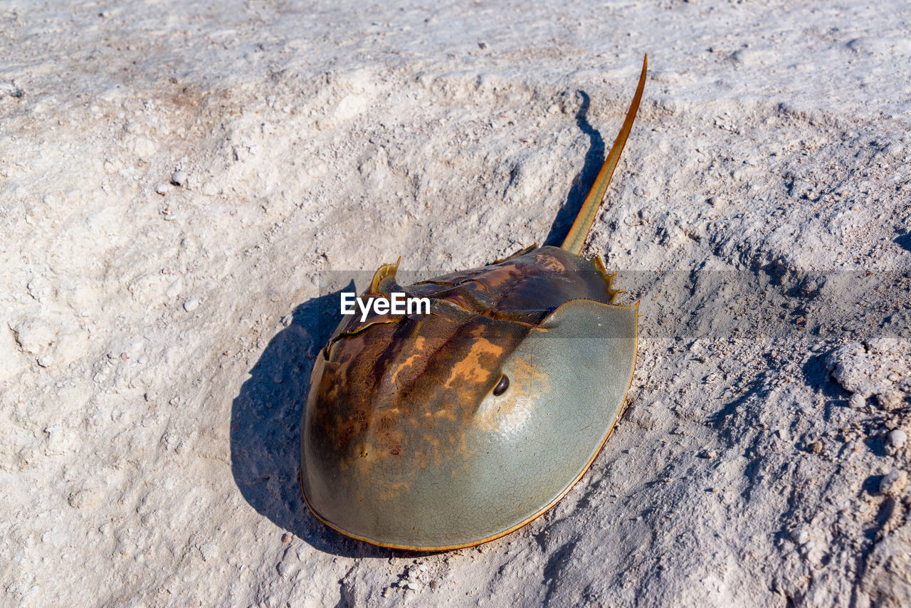High angle view of horseshoe crab on sand