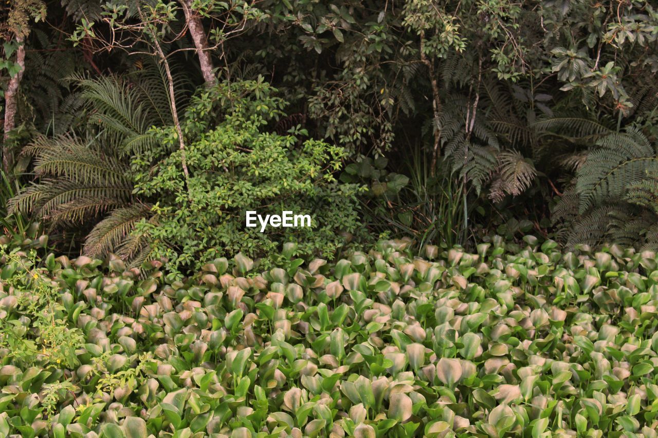 PLANTS AND TREES GROWING IN PARK