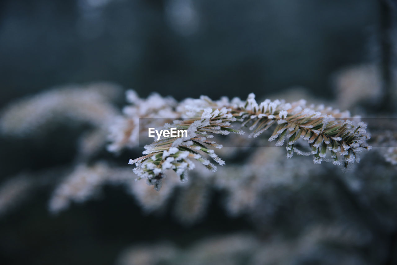 CLOSE-UP OF SNOW ON PLANT