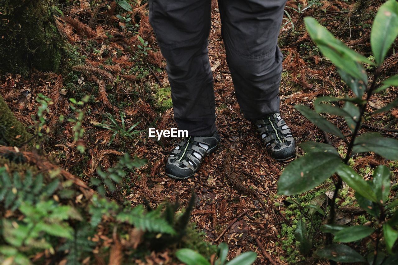 Low section of man standing on field in forest