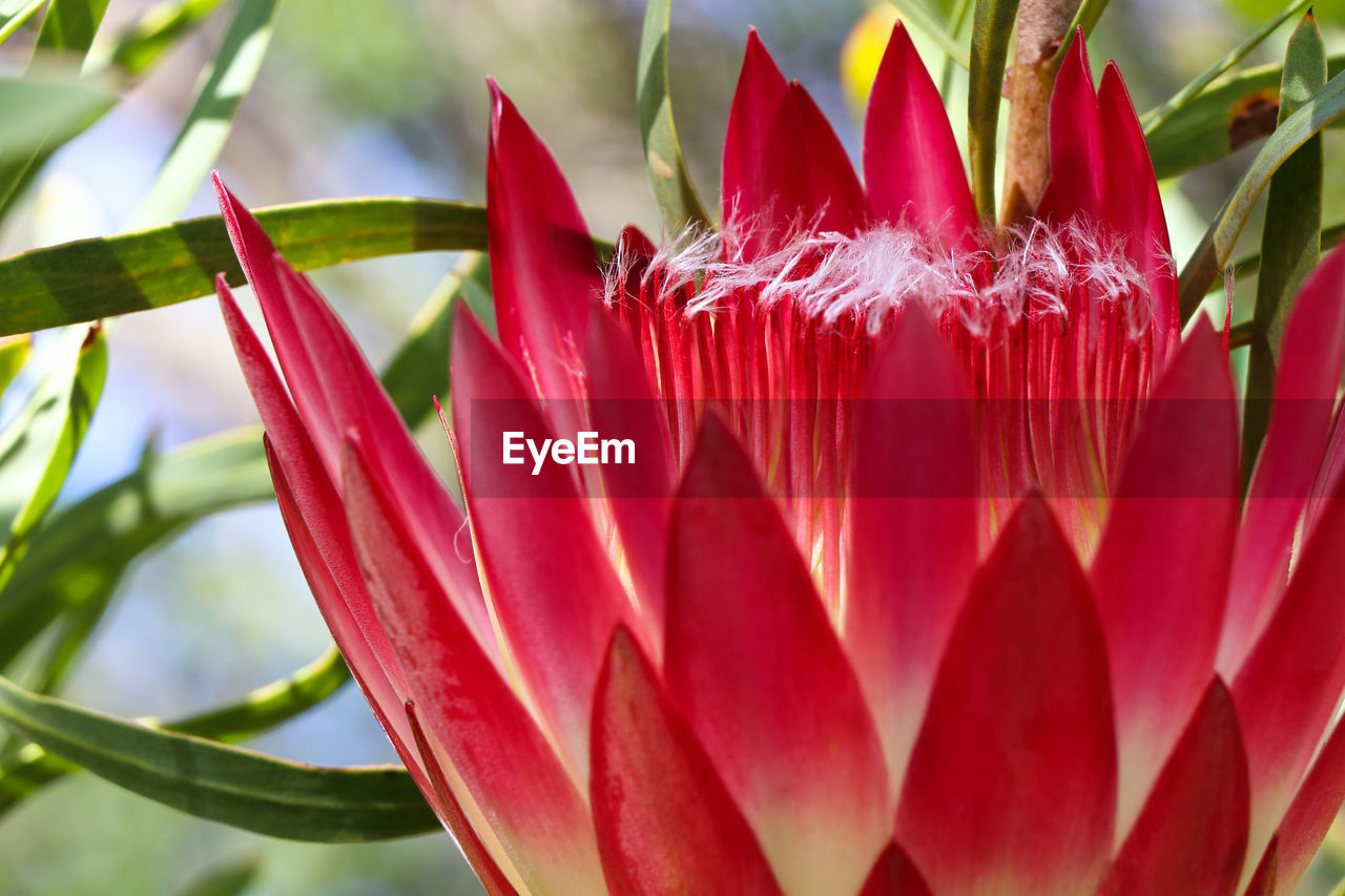 Common sugarbush protea flower close-up protea repens