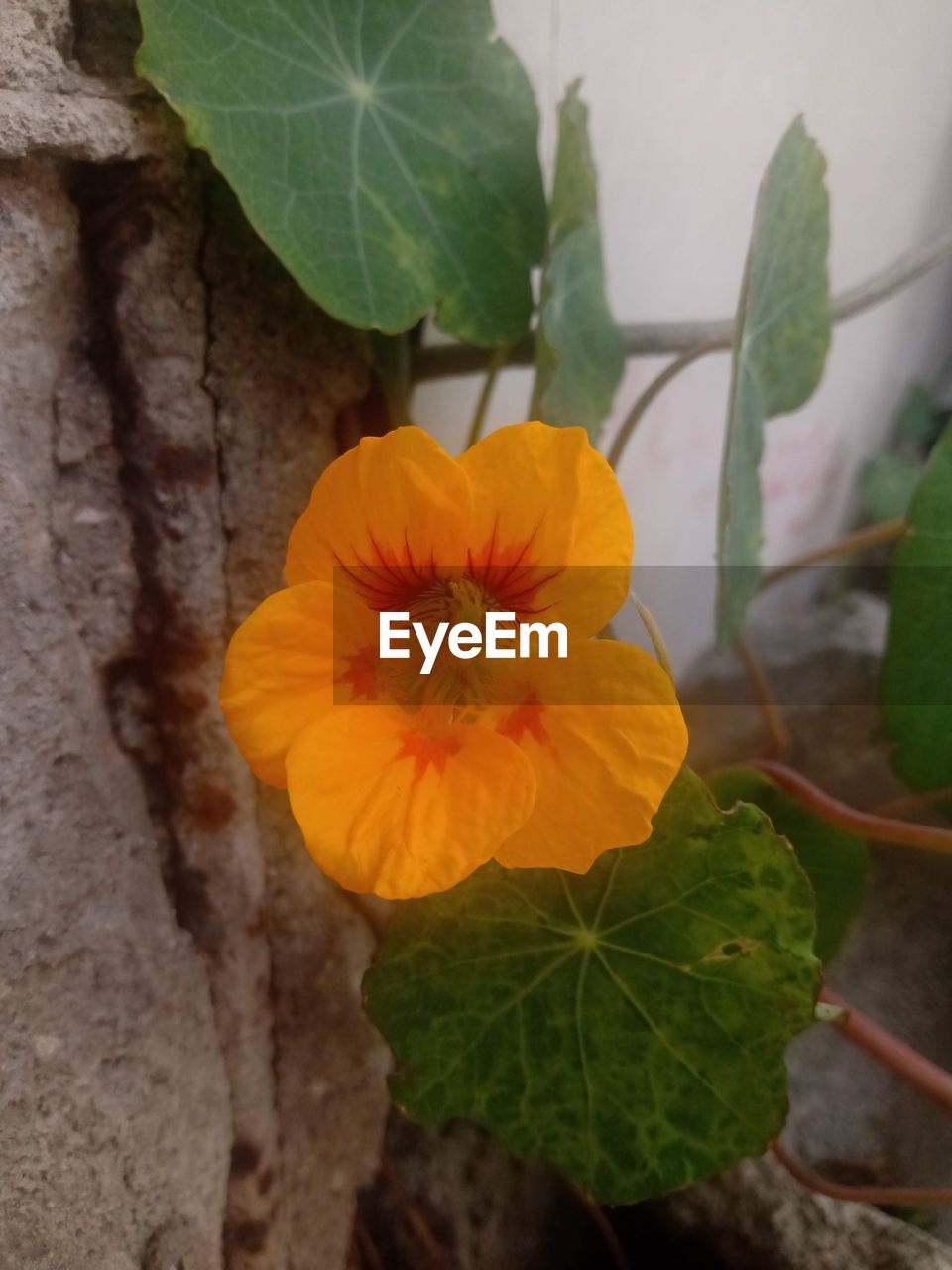 plant, flower, flowering plant, freshness, leaf, plant part, yellow, beauty in nature, nature, growth, close-up, flower head, petal, fragility, inflorescence, no people, outdoors, green, food, orange color, botany, day