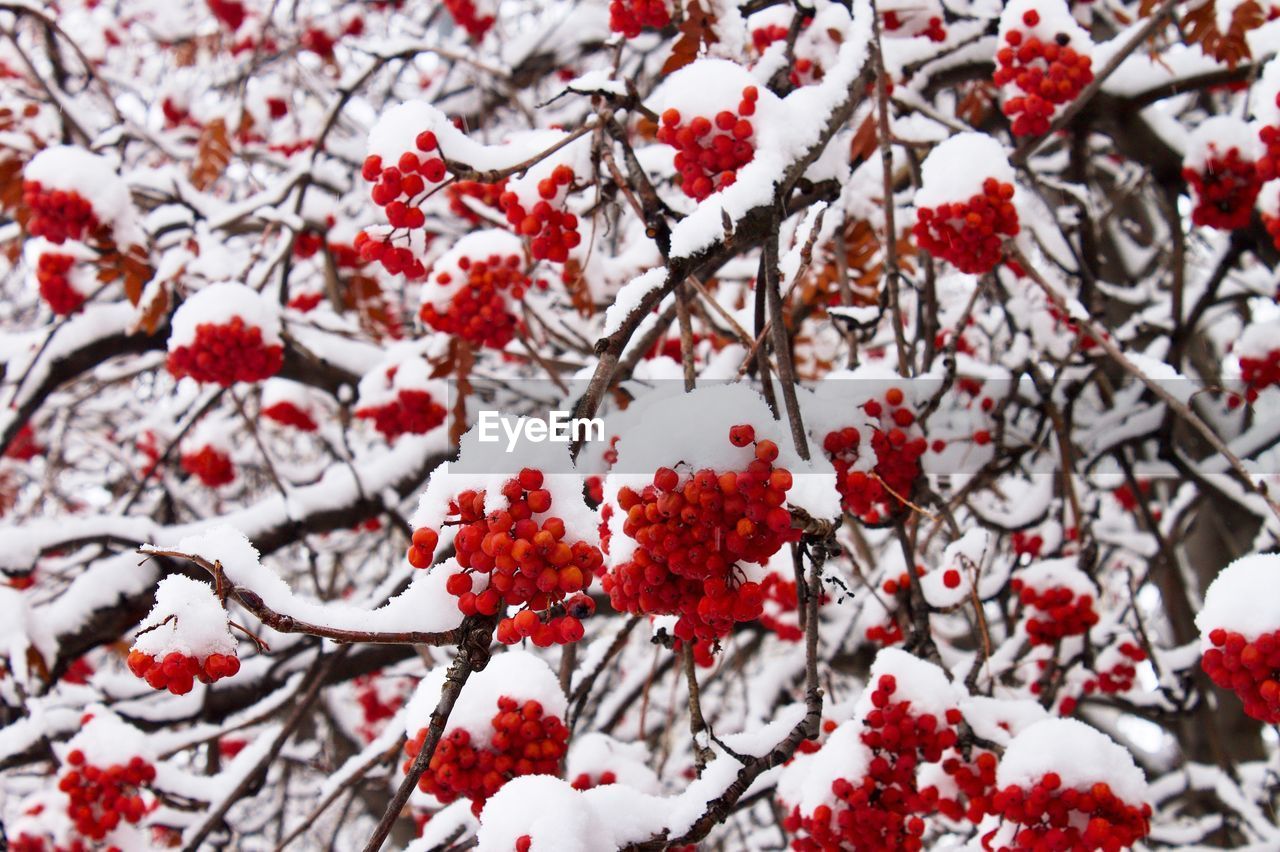 Montana winter snowfall on berries