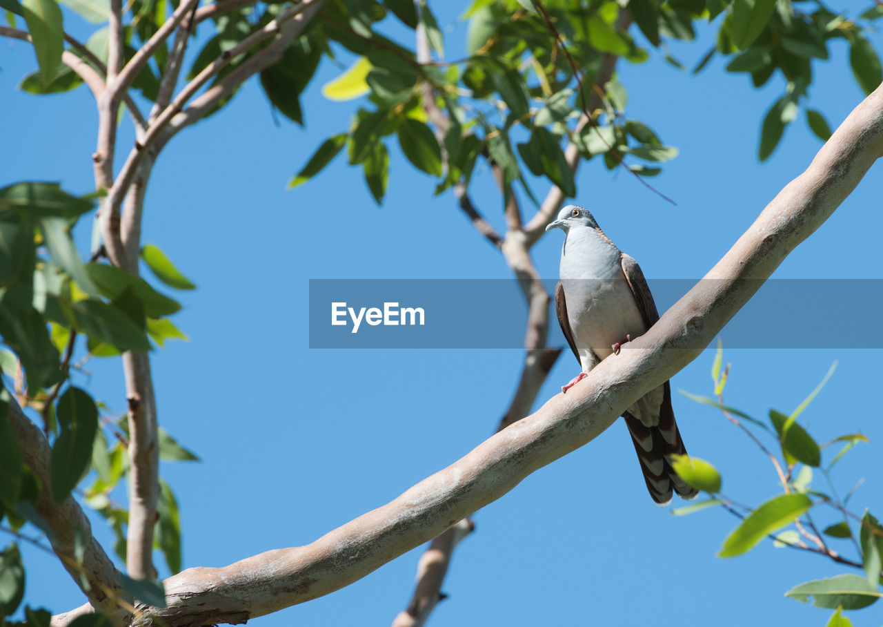 LOW ANGLE VIEW OF BIRD PERCHING ON BRANCH