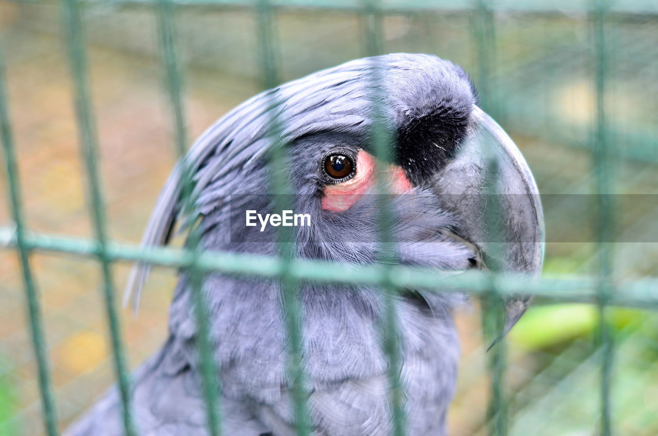 CLOSE-UP OF PARROT IN CAGE