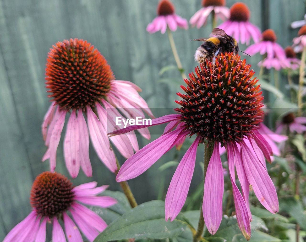 CLOSE-UP OF PURPLE CONEFLOWER