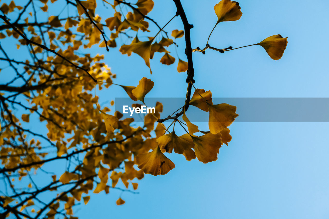 Low angle view of cherry tree against clear blue sky