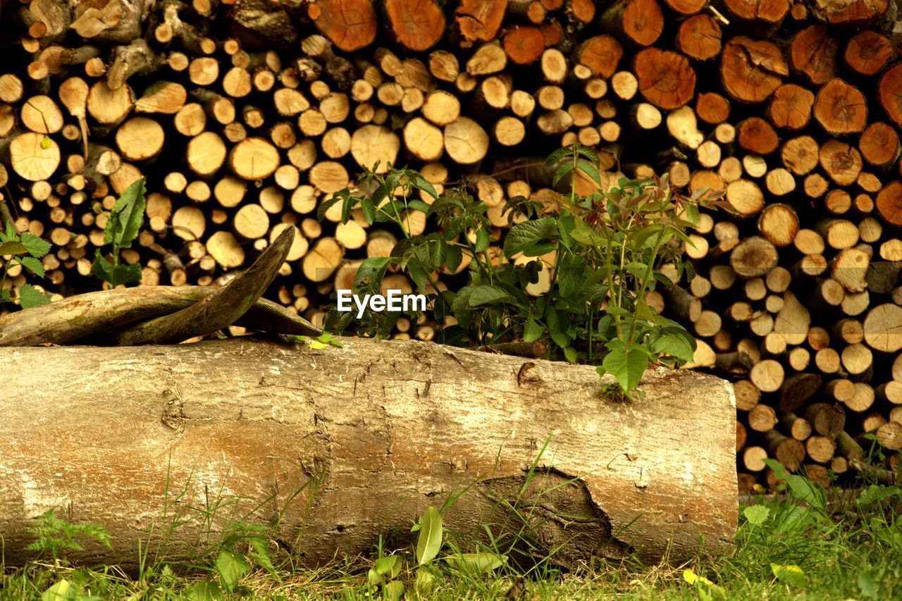 CLOSE-UP OF LOGS ON TREE