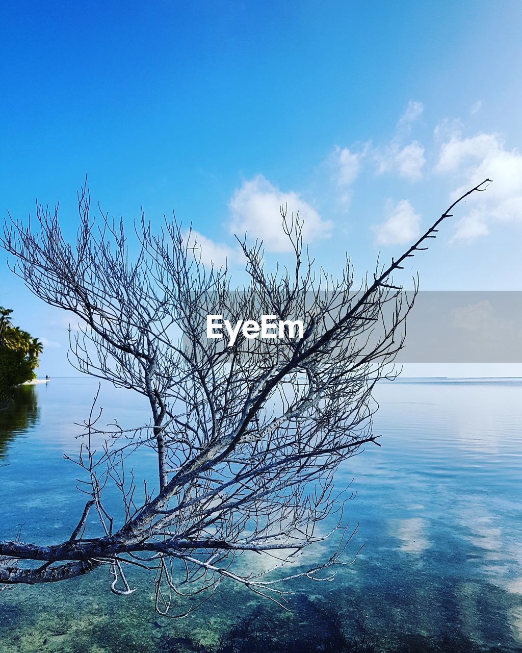 BARE TREE BY SEA AGAINST SKY