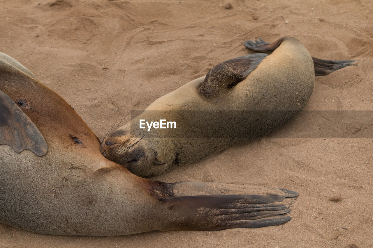 HIGH ANGLE VIEW OF SEA LION