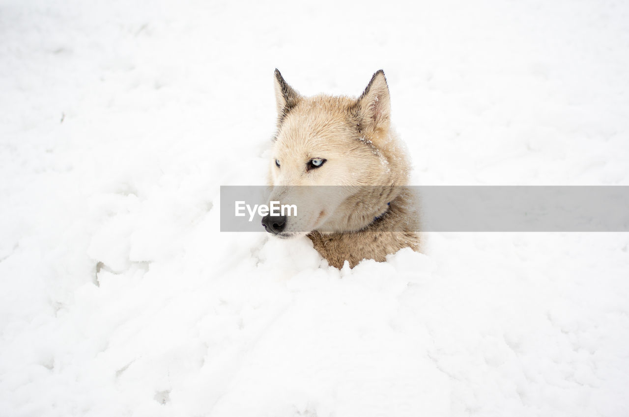 close-up of dog on snow covered field