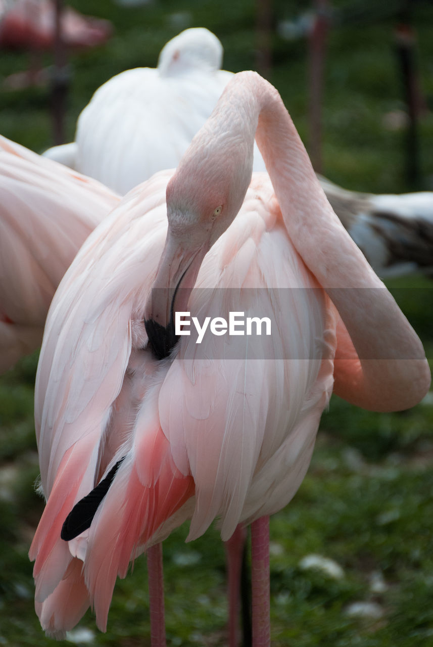 Close-up of flamingo preening