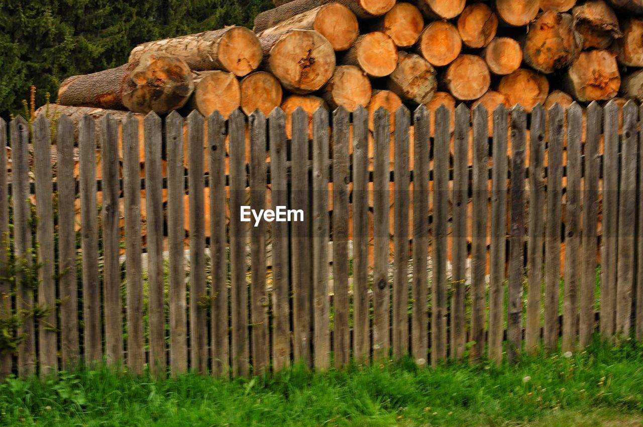 VIEW OF LOGS IN TREE