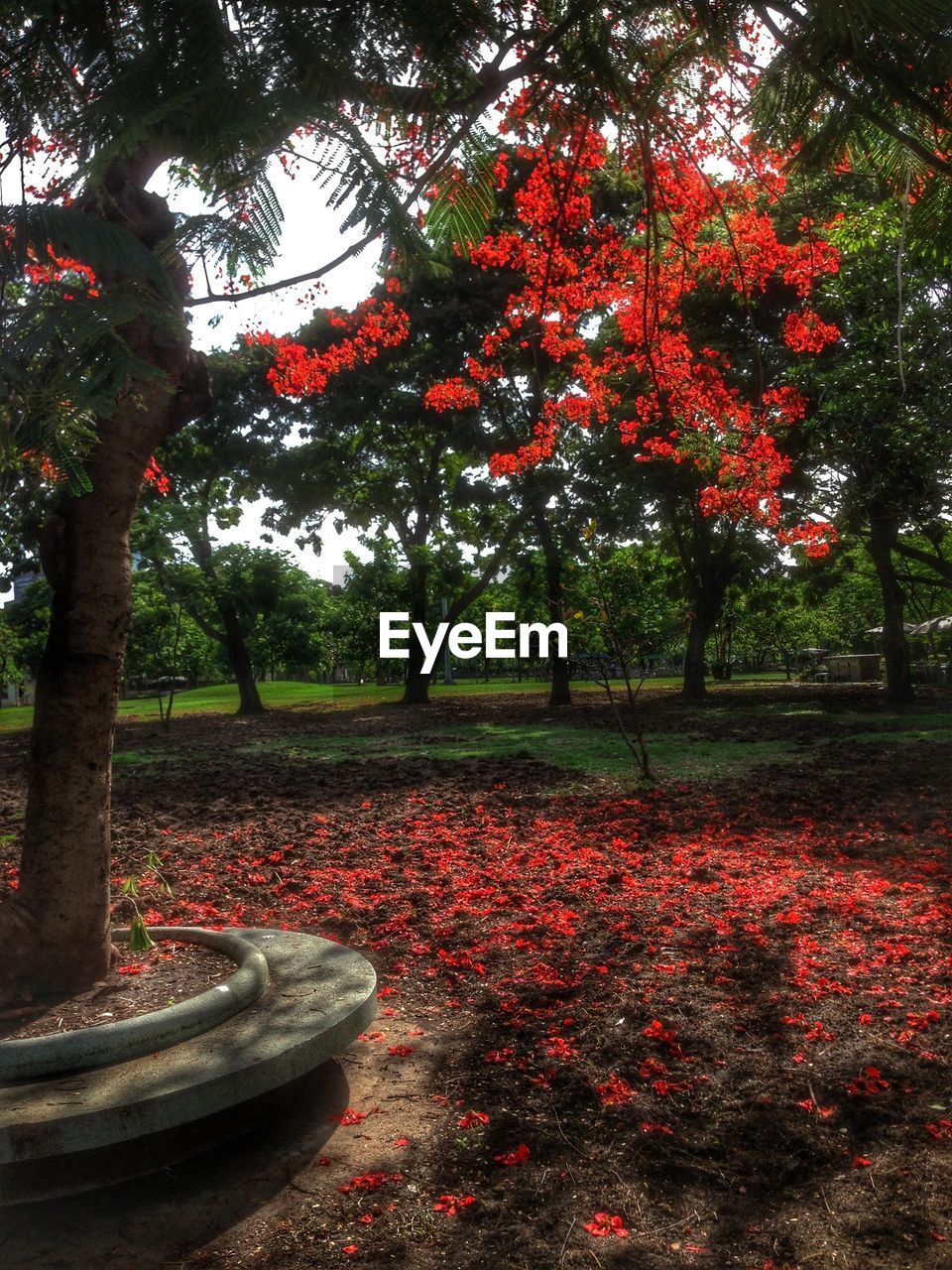 VIEW OF RED FLOWERS IN PARK