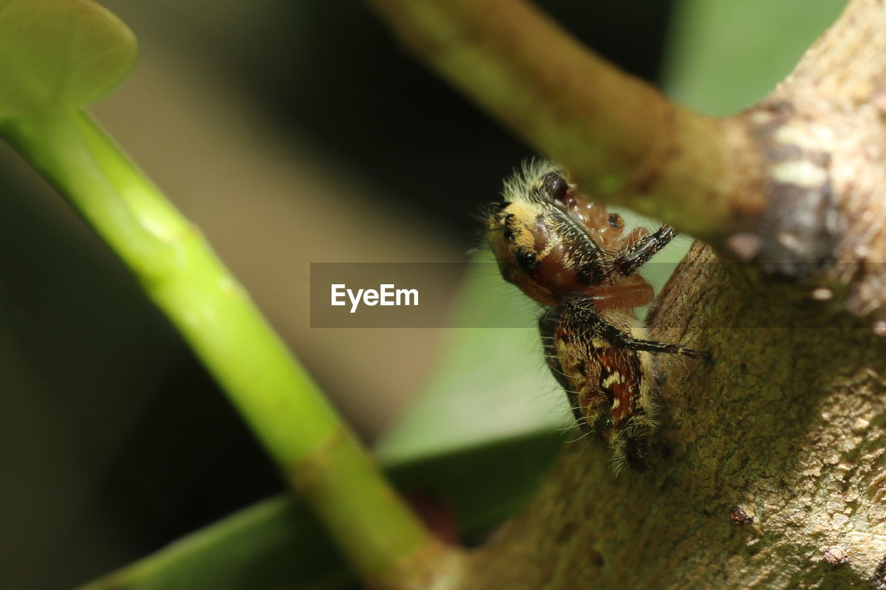 animal themes, animal, animal wildlife, wildlife, one animal, green, insect, close-up, macro photography, nature, plant, no people, tree, outdoors, day, animal body part, selective focus, reptile, focus on foreground, plant stem, macro, plant part