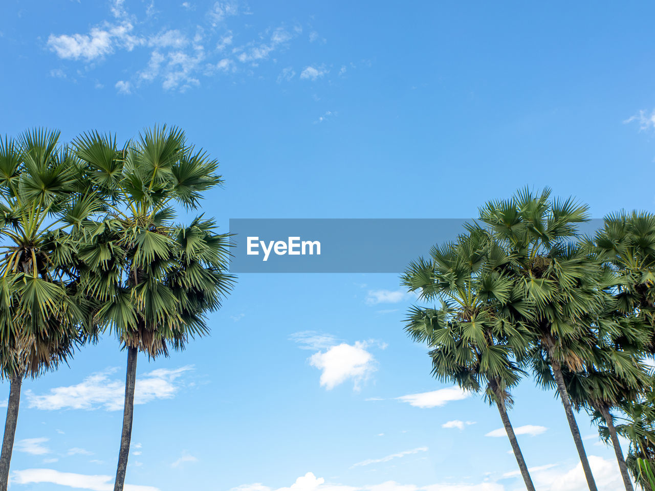 palm tree, tropical climate, tree, sky, plant, cloud, nature, coconut palm tree, blue, borassus flabellifer, beauty in nature, tropical tree, flower, leaf, tranquility, low angle view, scenics - nature, no people, growth, travel, wind, outdoors, vacation, land, tropics, sunlight, trip, day, travel destinations, idyllic, environment, holiday, sunny, tourism, green, tree trunk, tranquil scene, island, summer, palm leaf, trunk, water, coconut, plant part, food and drink, copy space, landscape