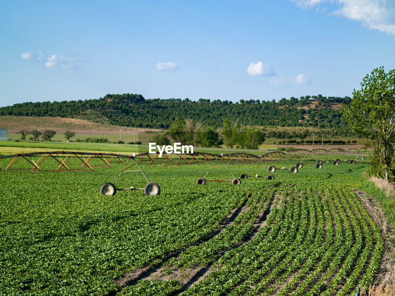 SCENIC VIEW OF GREEN LANDSCAPE