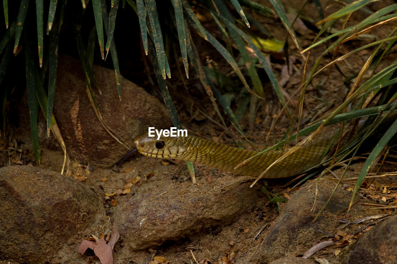 Close-up of snake amidst rocks by plants