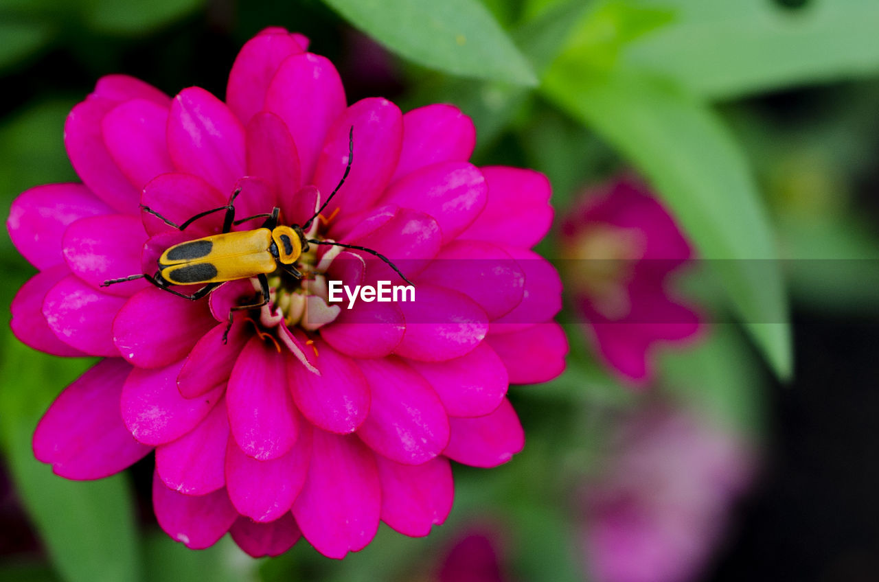 CLOSE-UP OF INSECT ON PINK FLOWER