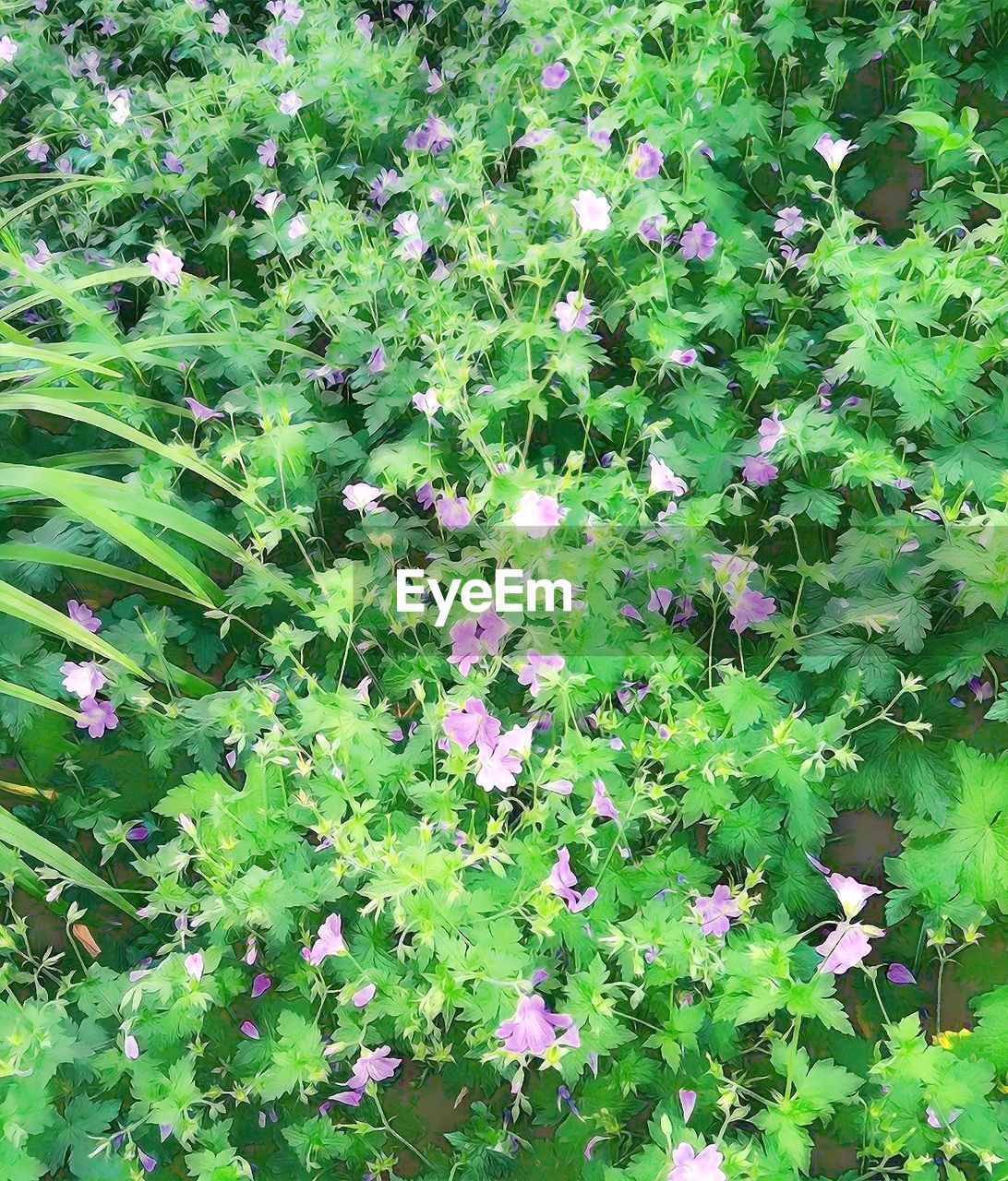 FLOWERS GROWING IN PLANT