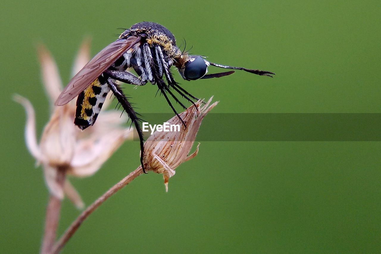 CLOSE-UP OF INSECT PERCHING ON FLOWER OUTDOORS