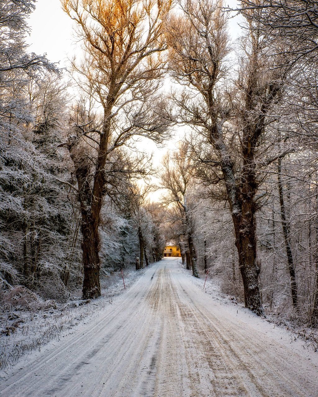 Road passing through forest