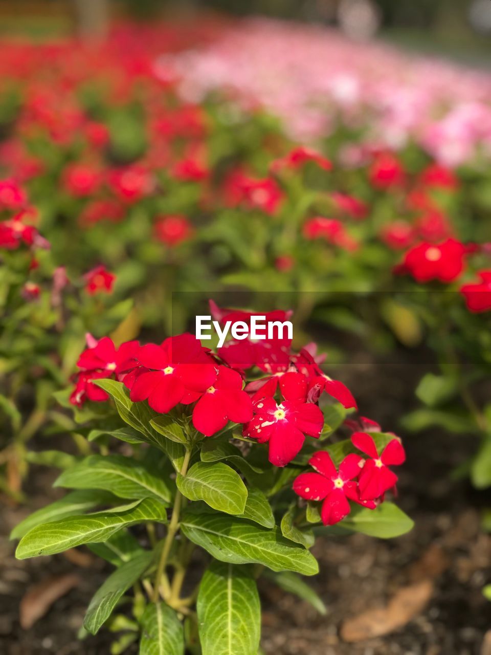 CLOSE-UP OF PINK FLOWERS