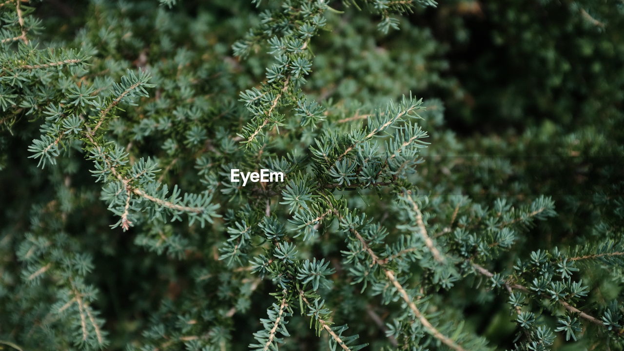 Close-up of pine tree