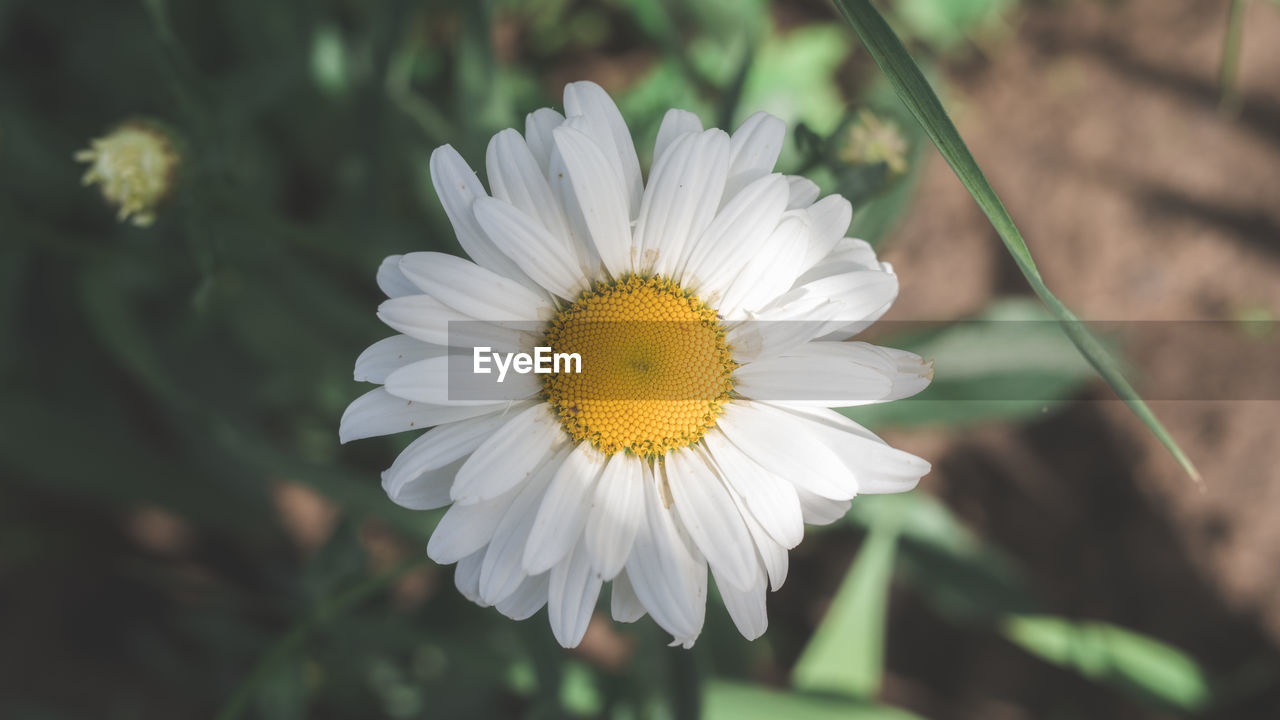 Close-up of white daisy