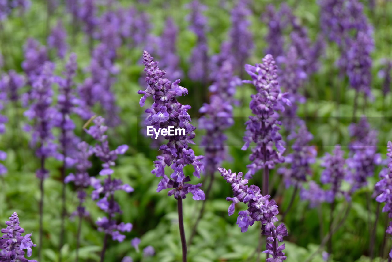 Close-up of purple flowering plants on field