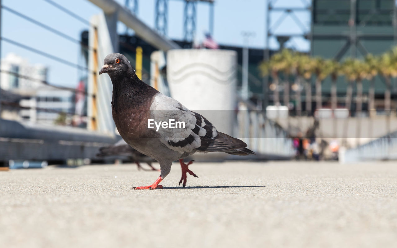 CLOSE-UP OF SEAGULL PERCHING ON A CITY