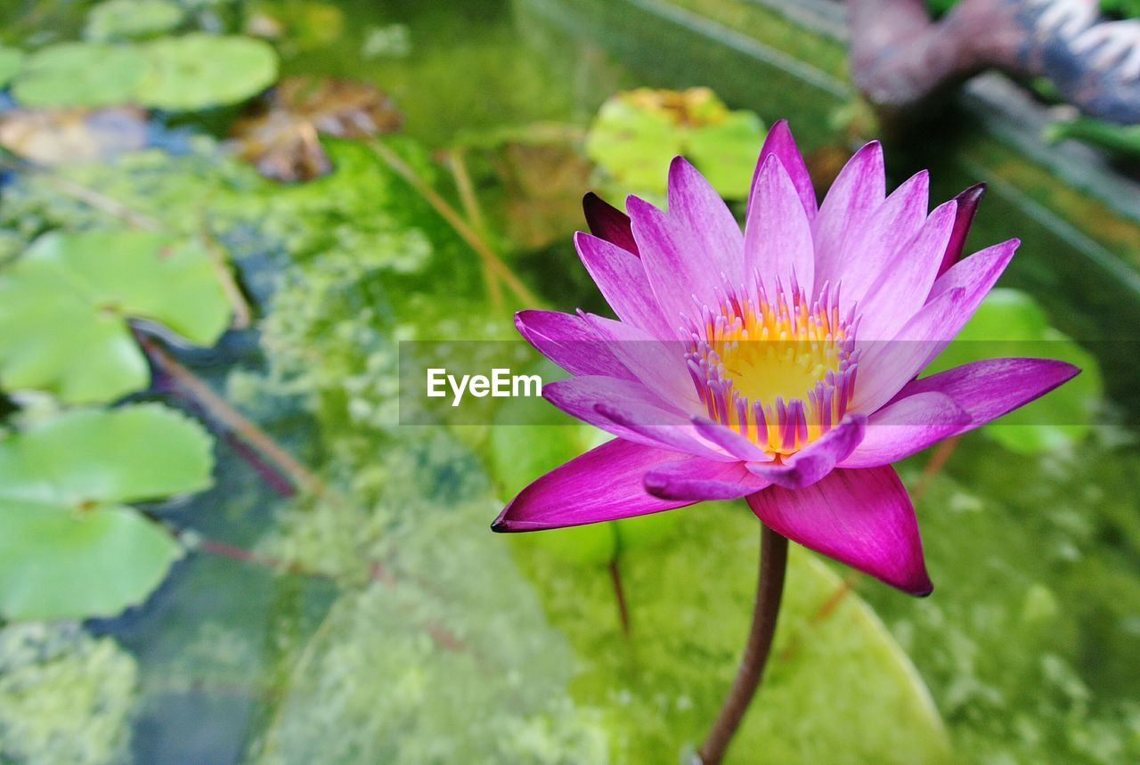 Close-up of water lily blooming outdoors