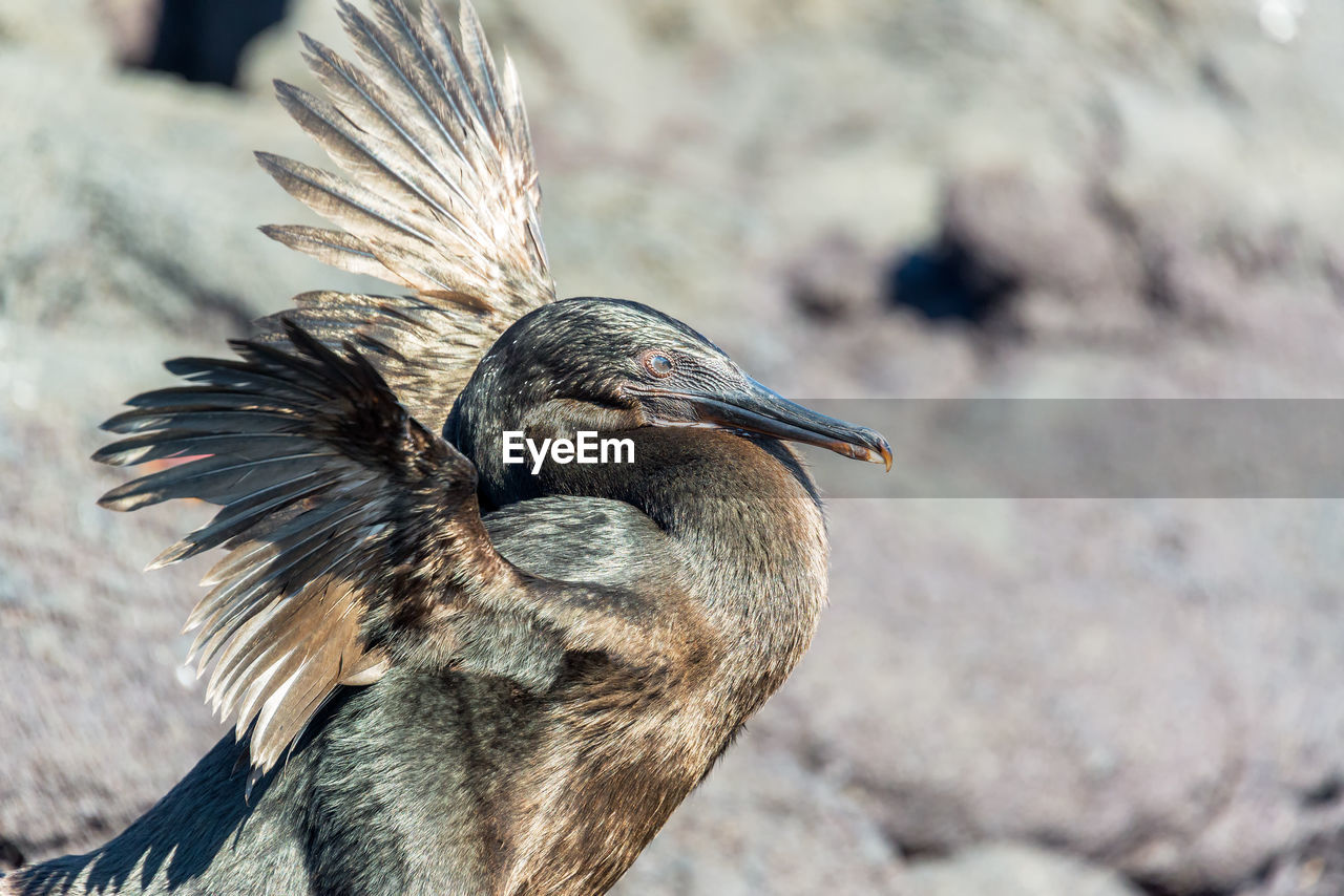 Side view of flightless cormorant with spread wings on rock