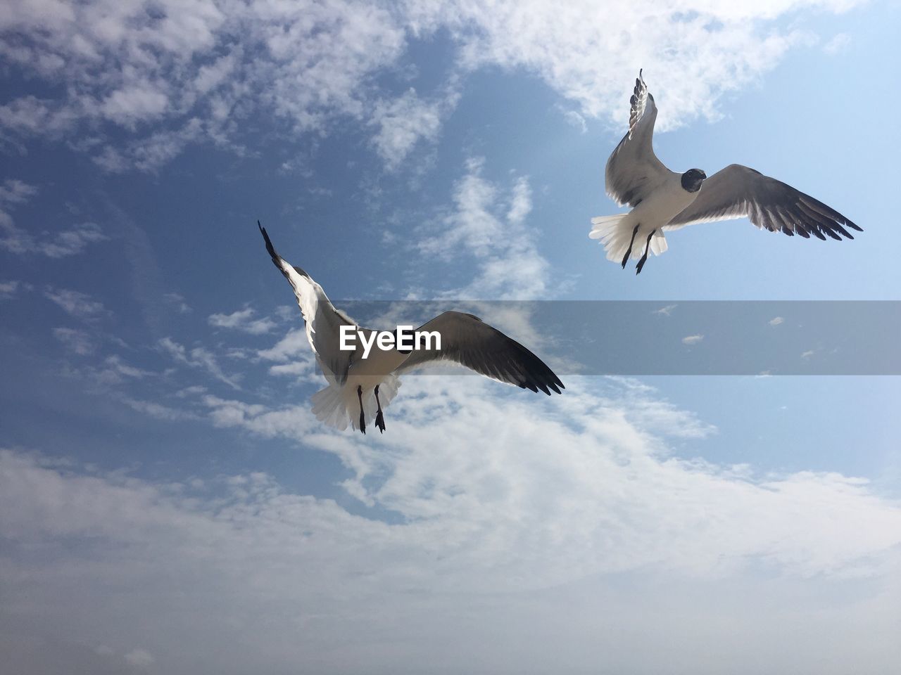 Low angle view of black-headed gulls flying against sky