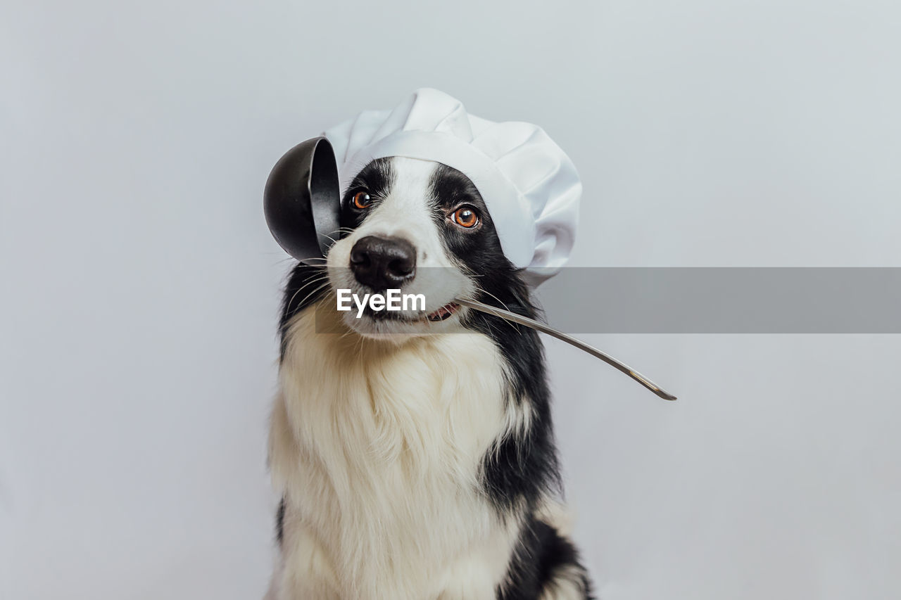 portrait of dog against white background