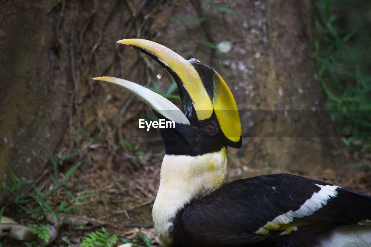 Close-up of hornbill at zoo