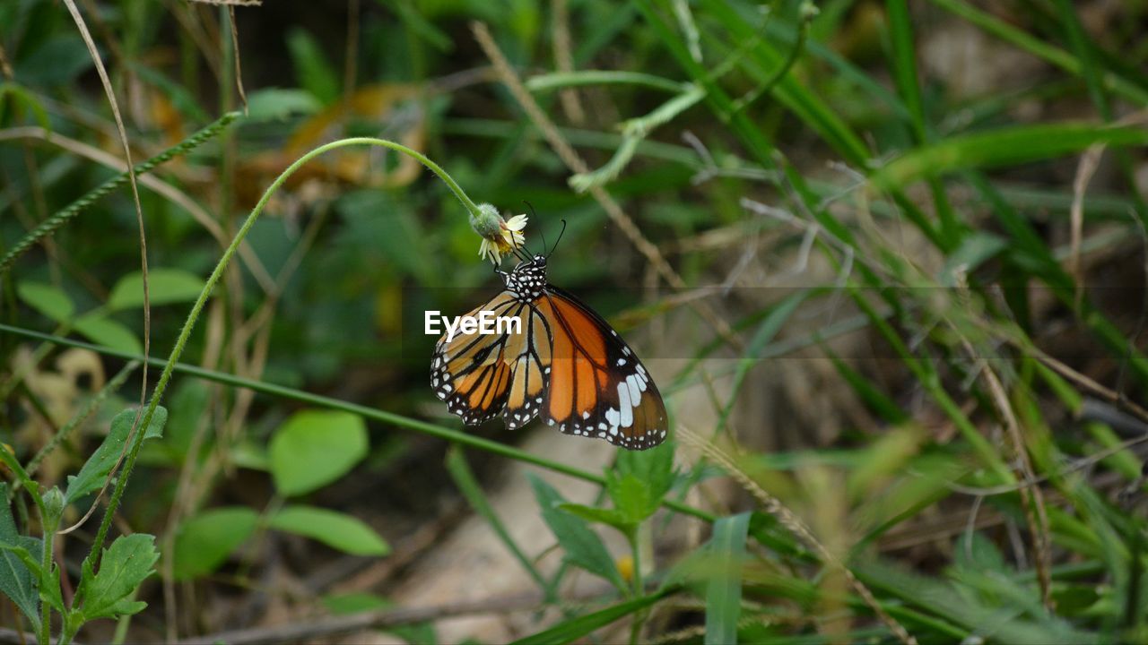 BUTTERFLY ON A PLANT