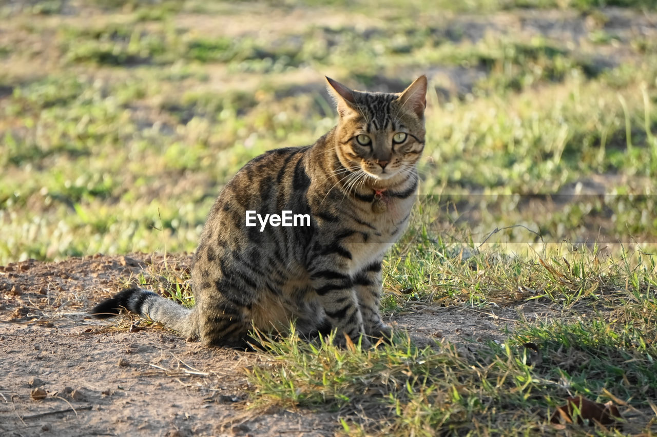 Mixed-breed bengal cat starring at camera