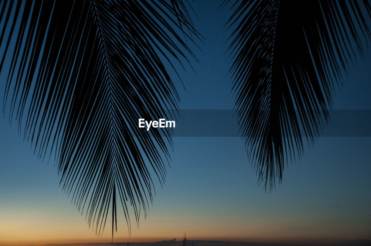 CLOSE-UP OF SILHOUETTE PALM TREE AGAINST SKY