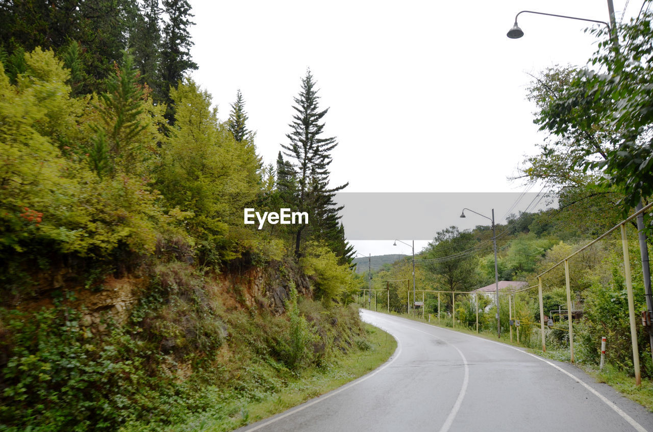 plant, road, tree, transportation, nature, the way forward, infrastructure, lane, no people, sky, green, beauty in nature, sign, day, symbol, empty road, tranquility, land, diminishing perspective, scenics - nature, non-urban scene, tranquil scene, forest, road marking, outdoors, growth, street, marking, highway, country road, travel, landscape, vanishing point, environment, clear sky, curve